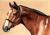 Thoroughbred, Equine Art - Northern Dancer